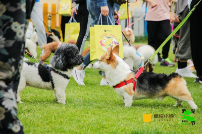 瘋狂小狗攜手京東寵物，共倡“528愛寵節”點亮它博會